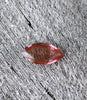1.76ct MARQUISE NATURAL BURMA RUBY