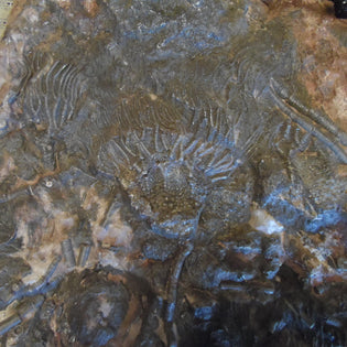 Fossils