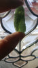 Natural Moldavite. Top quality, cherry picked piece - Blaze-N-Gems