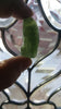 Natural Moldavite. Top quality, cherry picked piece - Blaze-N-Gems