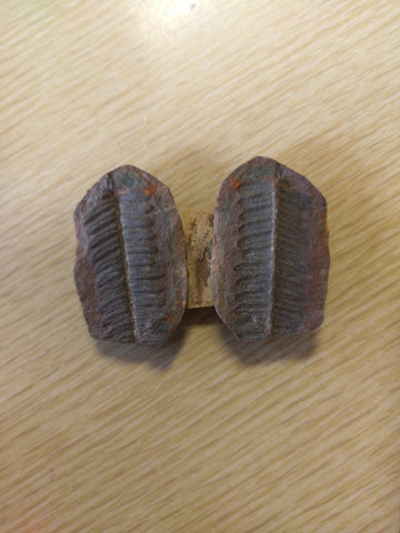 60g fern fossil - Blaze-N-Gems