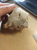 340g CALCITE FROM NEW MEXICO - Blaze-N-Gems