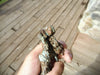1lb 0.75oz NATURAL CRYSTAL COPPER SPECIMEN - Blaze-N-Gems