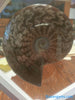 BEAUTIFUL AMMONITE FOSSIL - Blaze-N-Gems