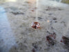 .61ct INCREDIBLE MONTANA PADPARADSHA - Blaze-N-Gems