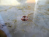 .61ct INCREDIBLE MONTANA PADPARADSHA - Blaze-N-Gems