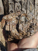 Muonionalusta Meteorite, 1,984 grams. With troilite or stishovite inclusions? - Blaze-N-Gems
