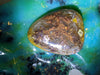 55ct NATIVE AGATIZED DENDRITE COPPER - Blaze-N-Gems